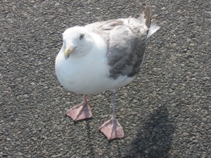 Seagull wondering why humans are "so busy"
